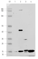 Anti-PetD | Cytochrome b6-f complex subunit 4 - image 1